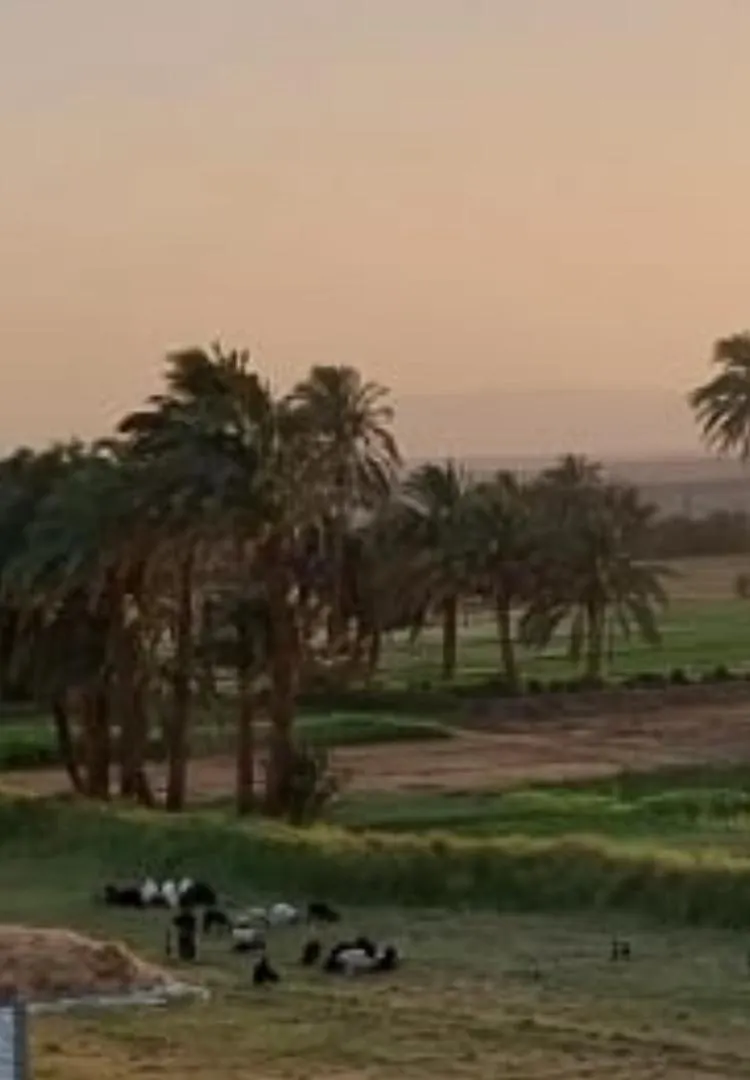 Opera Home Luxor